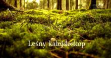 Leśny kalejdoskop