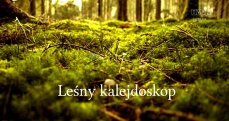 Leśny kalejdoskop