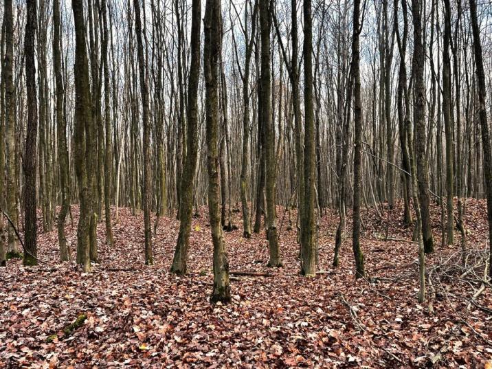 Kurhany - Namule, fot. Dariusz Kapuśniak