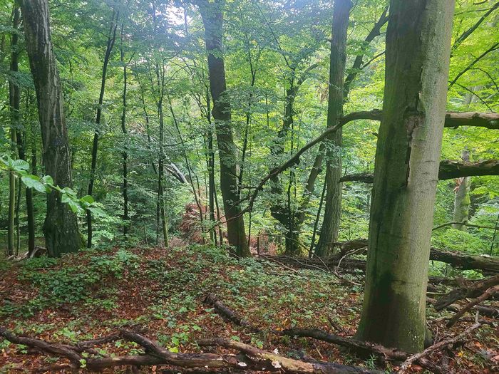 Rezerwat przyrody "Zabytów", fot. Monika Krysiak